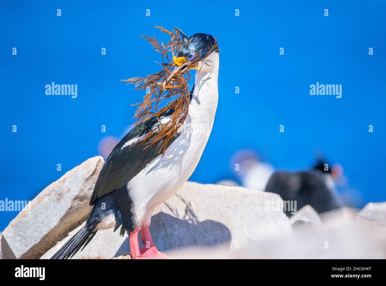 Kaiserlicher Shag (Leucocarbo atriceps) mit Nistmaterial, Falkland-Inseln, Südamerika Stockfoto