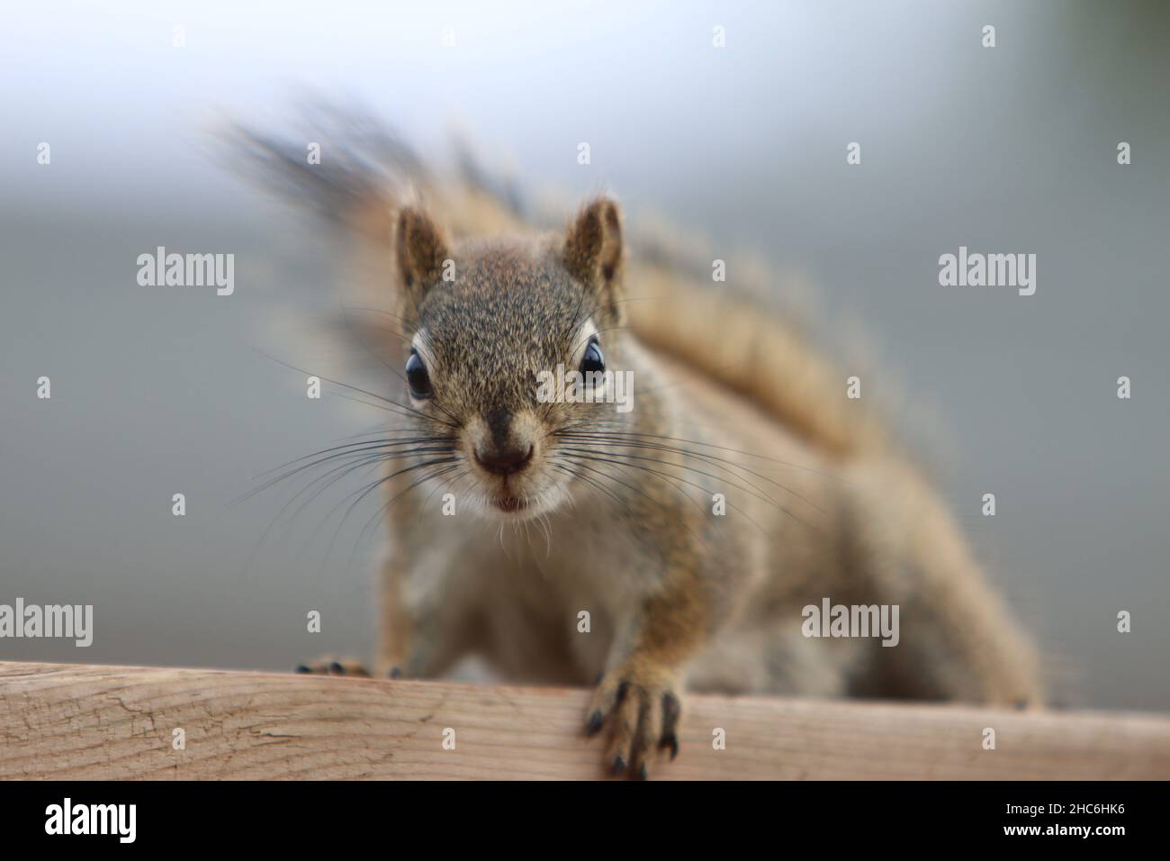 Nahaufnahme eines niedlichen kleinen Eichhörnchens, das auf einem Holzschreibtisch steht und direkt zur Kamera schaut Stockfoto