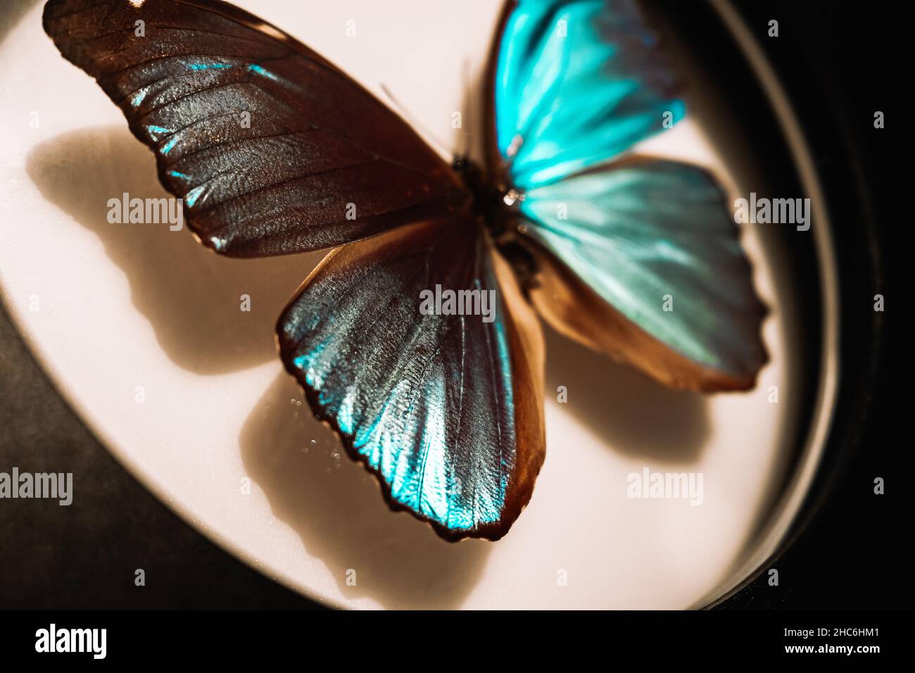 Anzeige des blauen Morpho Butterfly. Entomologische Sammlung von schönen Insekten auf Nadel. Konzept der wilden Natur. Stockfoto