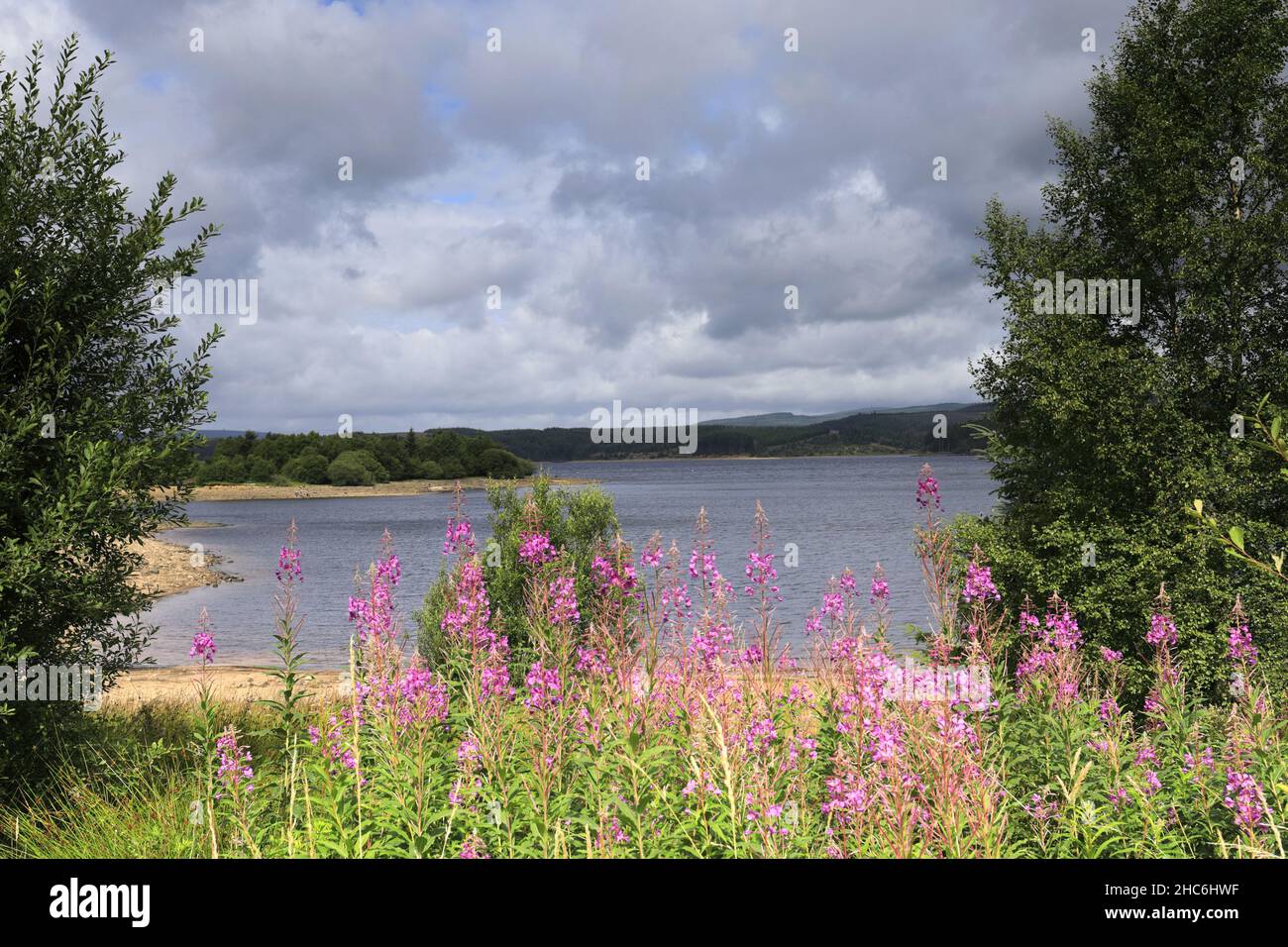 Blick im Sommer auf das Kielder Wasser und den Kielder Forest Park, Northumberland, England, Großbritannien Stockfoto