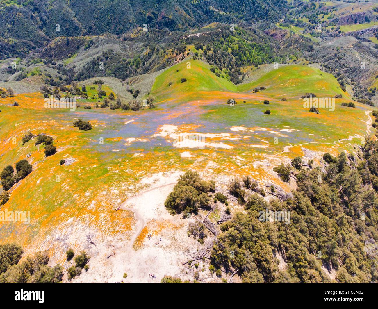 Luftaufnahme der hellen orange Kalifornien Pobby (eschscholzia) im Los Padres National Forest, Kalifornien, USA Stockfoto