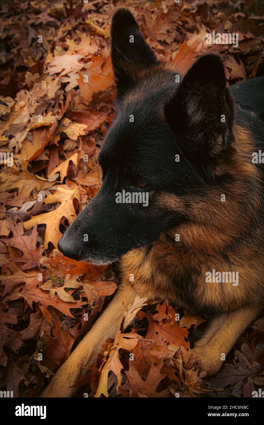 Vertikale Aufnahme eines niedlichen großen Hundes, der auf dem Boden mit orangefarbenen und gelben Blättern neben ihm sitzt Stockfoto