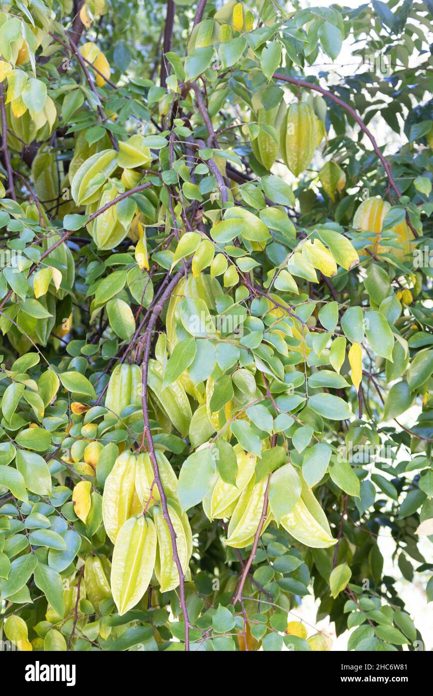 Averrhoa carambola - Sternfrucht auf einem Baum. Stockfoto