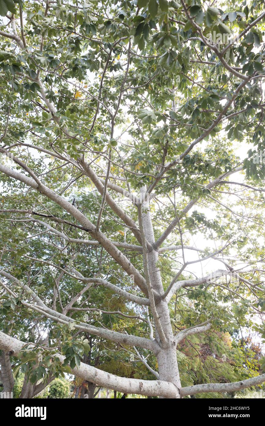 Bombax ceiba – Baum aus roter Seide und Baumwolle. Stockfoto