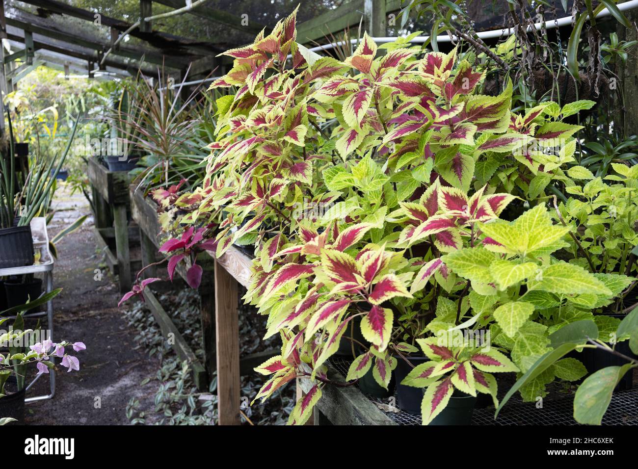 Coleus Pflanzen in einer Gärtnerei. Stockfoto