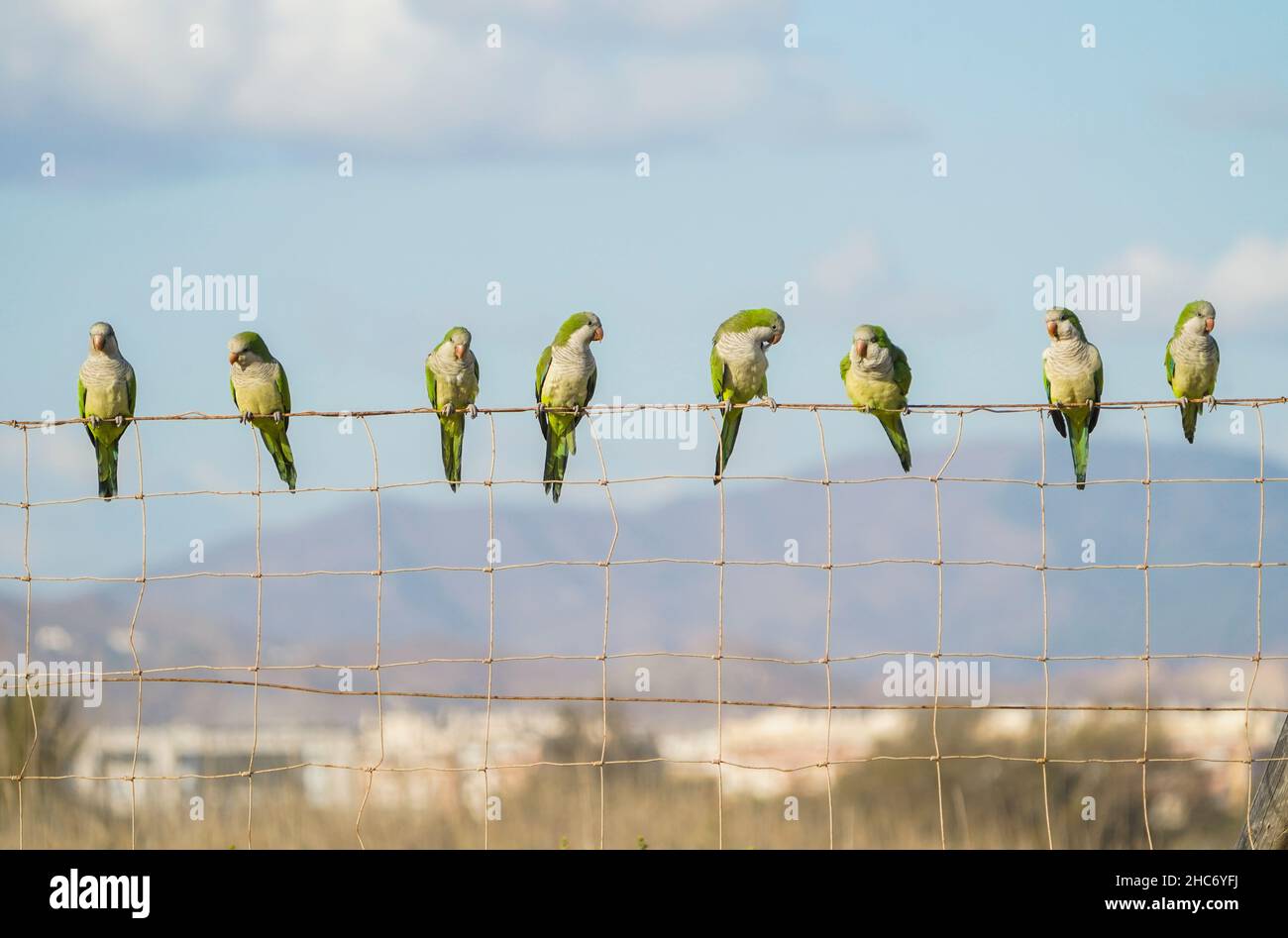 Mönchssittich (Myiopsitta monachus) auf einem Zaun, Spanien. Stockfoto