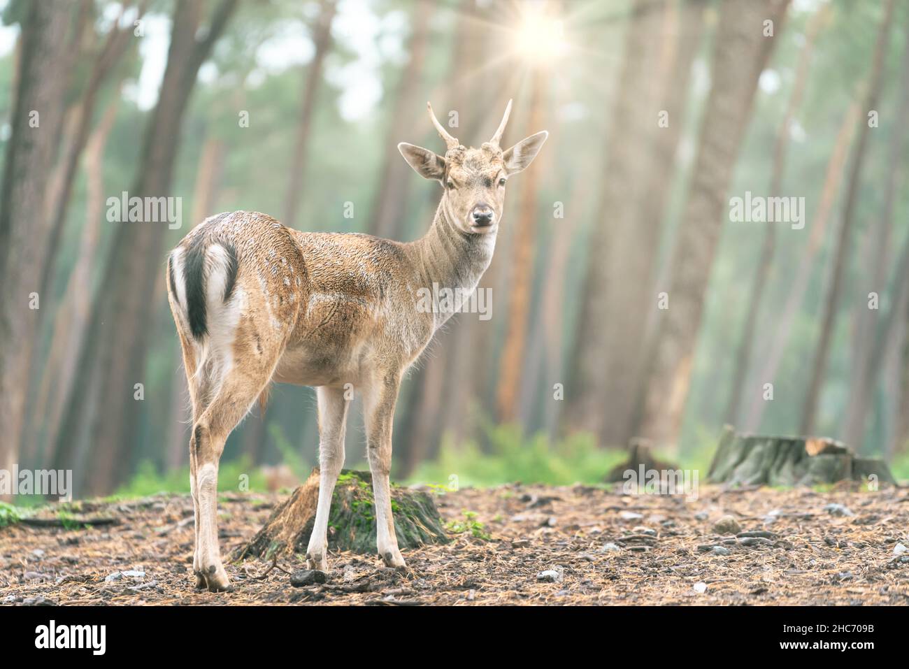 Shallow Focus Aufnahme eines schönen jungen Damhirsches, der auf einer Wiese steht Stockfoto