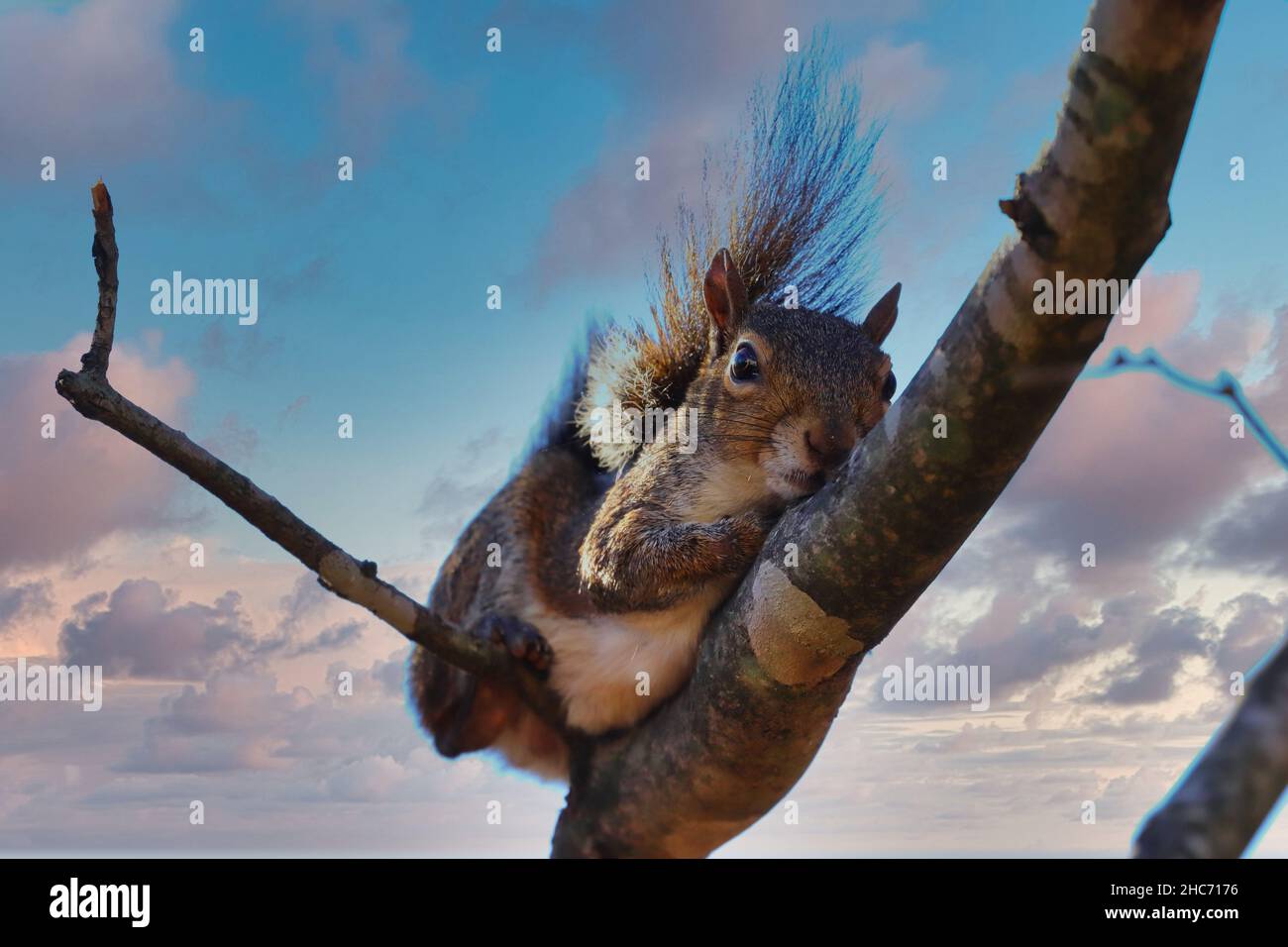 Nahaufnahme eines flauschigen Eichhörnchens auf einem Baum auf einem bewölkten Himmel Hintergrund Stockfoto