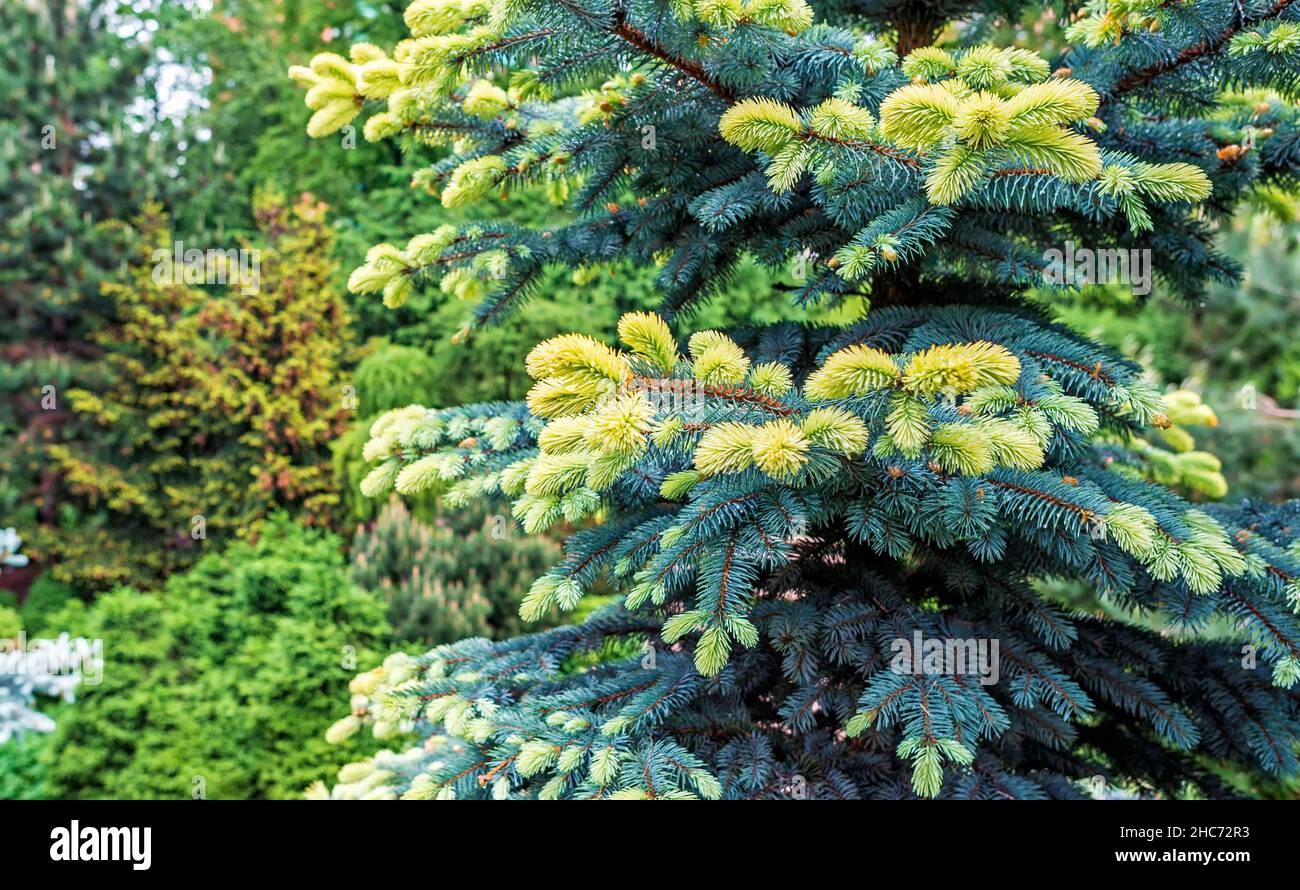Picea pungens Bialobok mit jungen, hellen Trieben Stockfoto