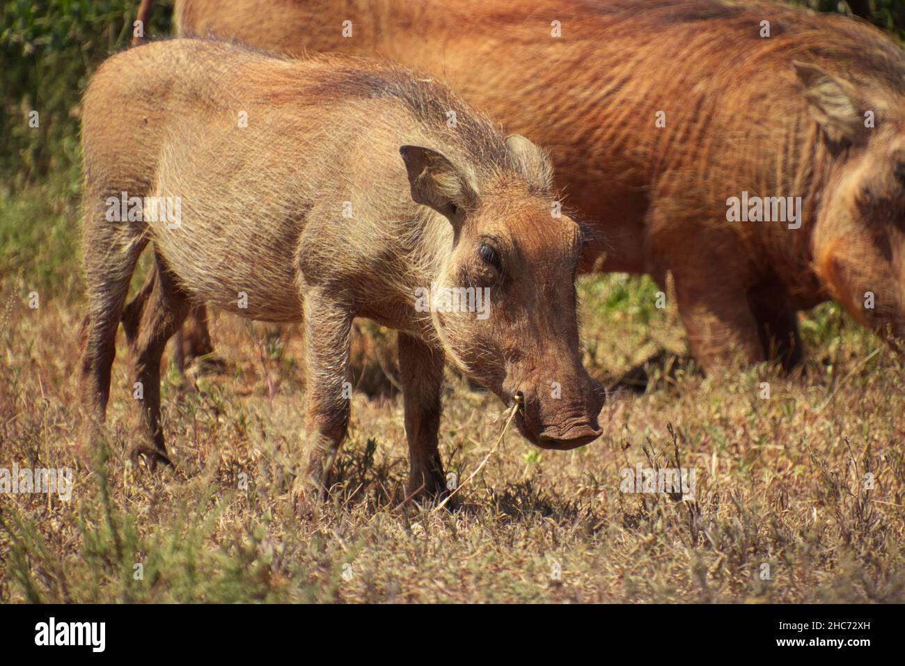 Nahaufnahme eines wilden pelzigen Babywarzenschweins auf dem Feld in Südafrika Stockfoto