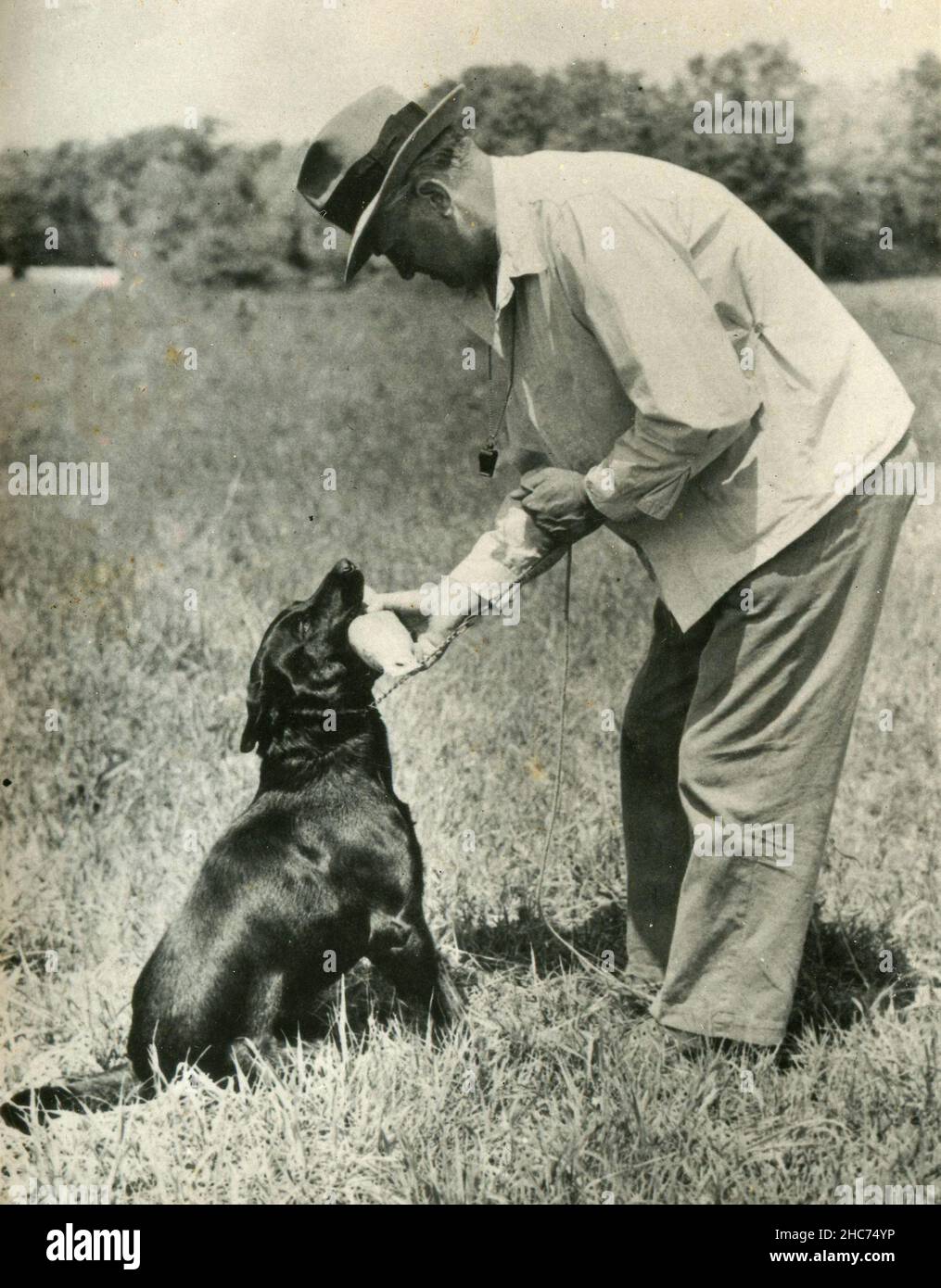 Hundetrainer während des Trainings, USA 1950s Stockfoto