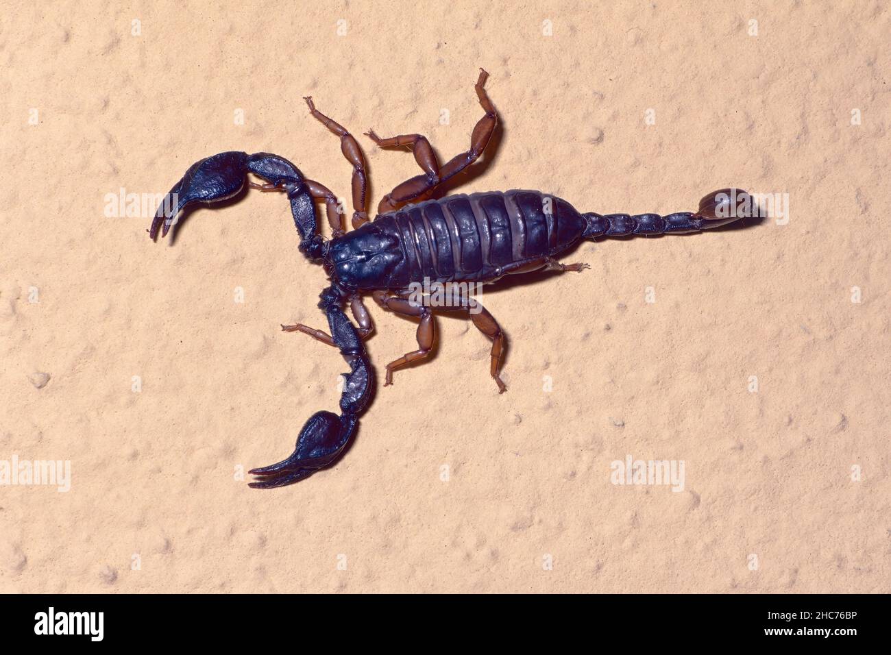 Ausgewachsenes Exemplar des italienischen Skorpions, Euscorpius itlicus, Euscorpidae Stockfoto