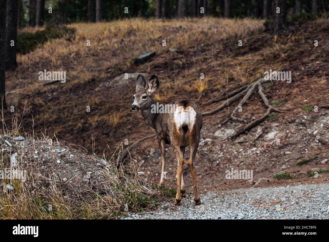 Mule Hirsche wandern in der Wildnis Stockfoto