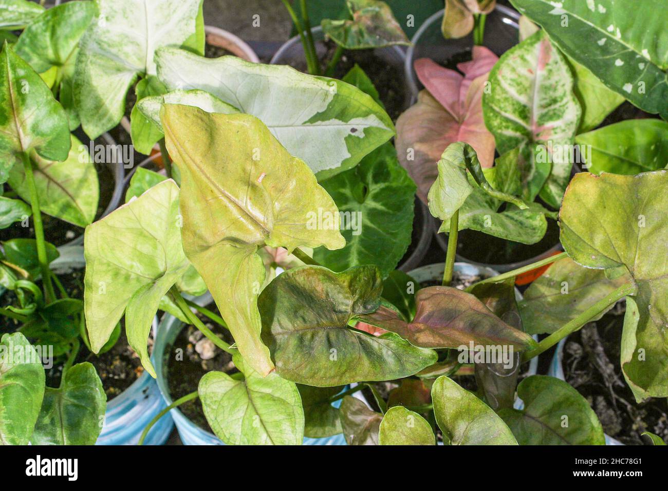 Beste Syngonium-Sorten. Sammlerpflanzen Stockfoto