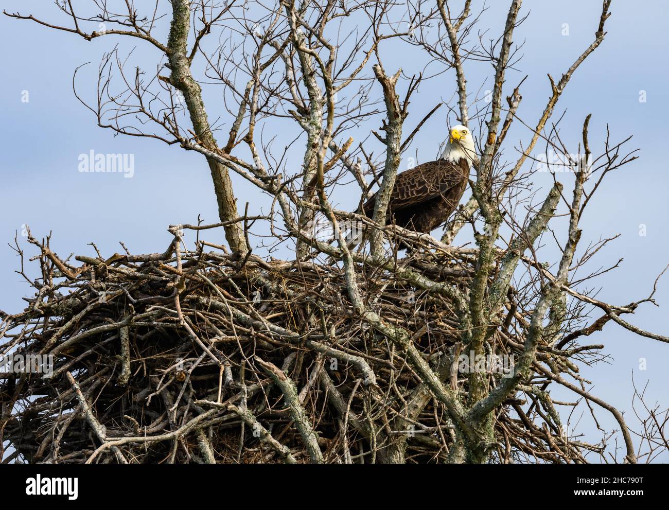 Ein erwachsener Weißkopfadler (Haliaeetus leucocephalus), der auf seinem Nest steht. Matagorda, Texas, USA. Stockfoto