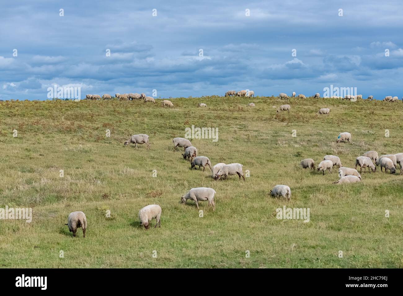 Wunderschöne Landschaft bei Agon-Coutainville in der Normandie, die pointe d’Agon, mit Schafen im Moor Stockfoto