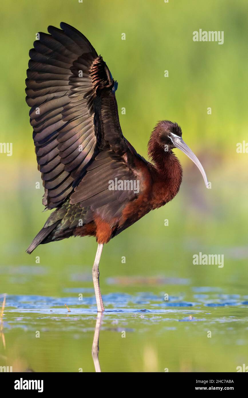 Hochglanz-Ibis (Plegadis falcinellus), Seitenansicht eines Erwachsenen, der seine Flügel ausbreitet, Kampanien, Italien Stockfoto