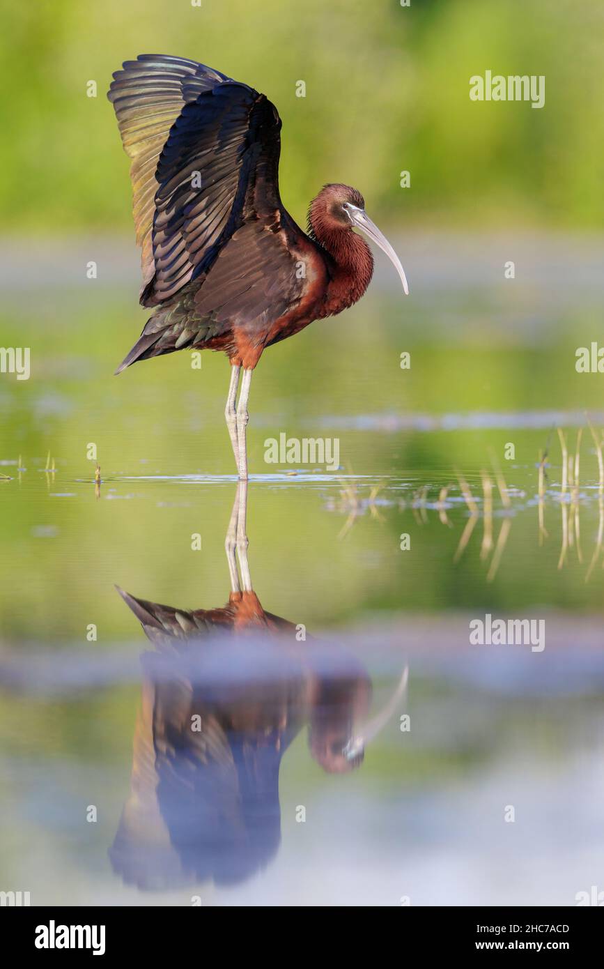 Hochglanz-Ibis (Plegadis falcinellus), Seitenansicht eines Erwachsenen, der seine Flügel ausbreitet, Kampanien, Italien Stockfoto