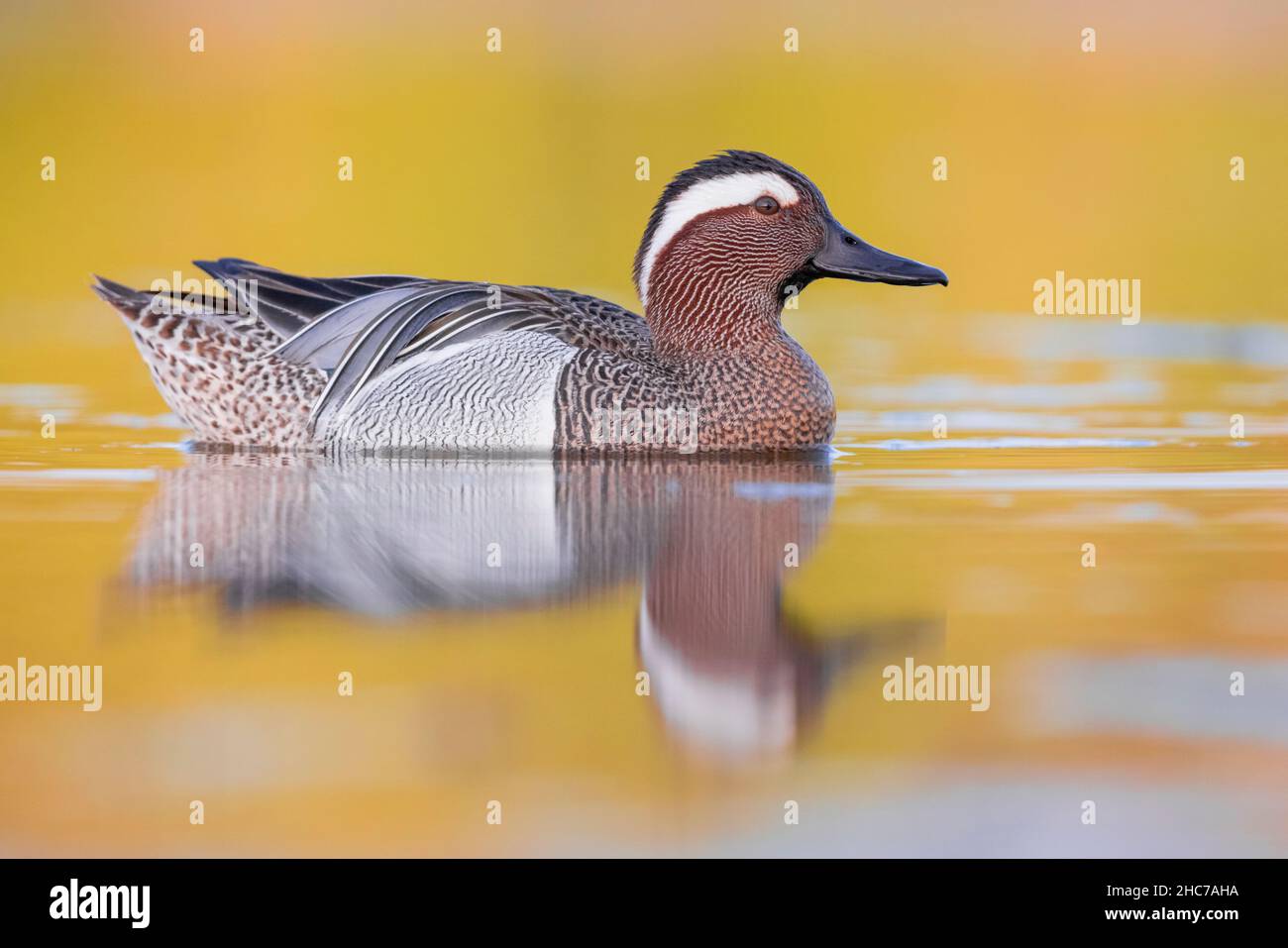 Garganey (Anas querquedula), Seitenansicht eines erwachsenen Mannes, der im Wasser schwimmt, Kampanien, Italien Stockfoto