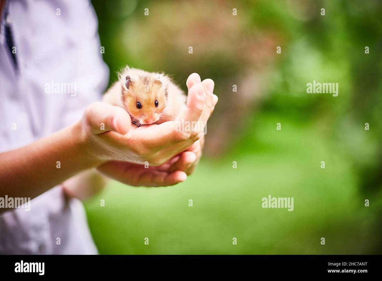 Orangefarbener Hamster in den Händen eines Jungen an einem sonnigen Sommertag. Grünes Gras Hintergrund. Geringe Schärfentiefe. Speicherplatz kopieren. Stockfoto