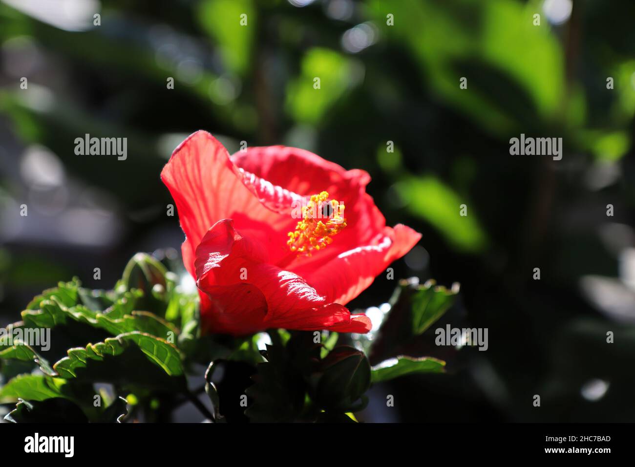 Eine schöne rote Hibiskusblüte öffnet sich Stockfoto
