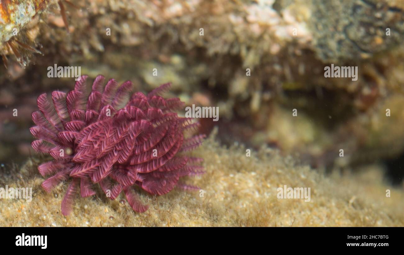 Fan Coral Underwater bei Bargara Rock Bundaerg QLD Australien Stockfoto