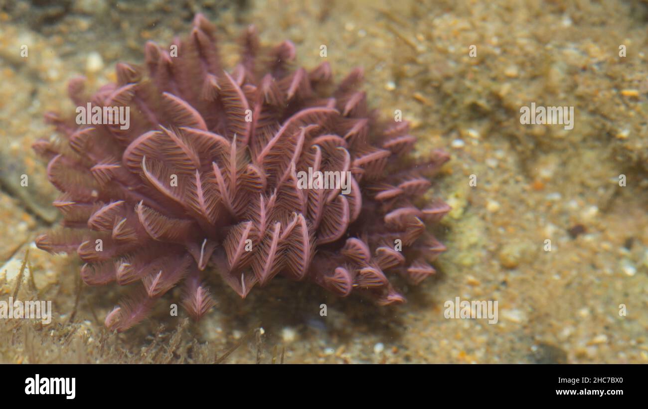 Fan Coral Underwater bei Bargara Rock Bundaerg QLD Australien Stockfoto