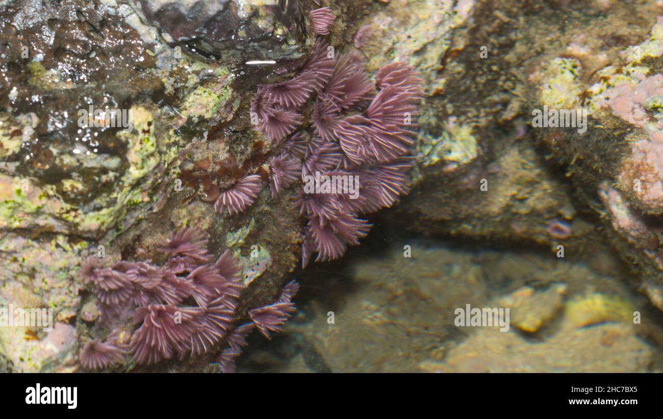 Fan Coral Underwater bei Bargara Rock Bundaerg QLD Australien Stockfoto