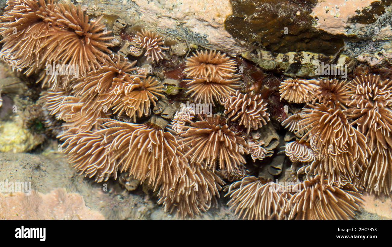 Fan Coral Underwater bei Bargara Rock Bundaerg QLD Australien Stockfoto