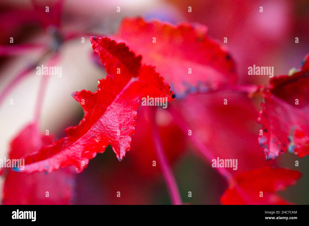Rote scharlachrote Eiche Quercus coccinea Blätter im Herbst. Nahaufnahme Stockfoto