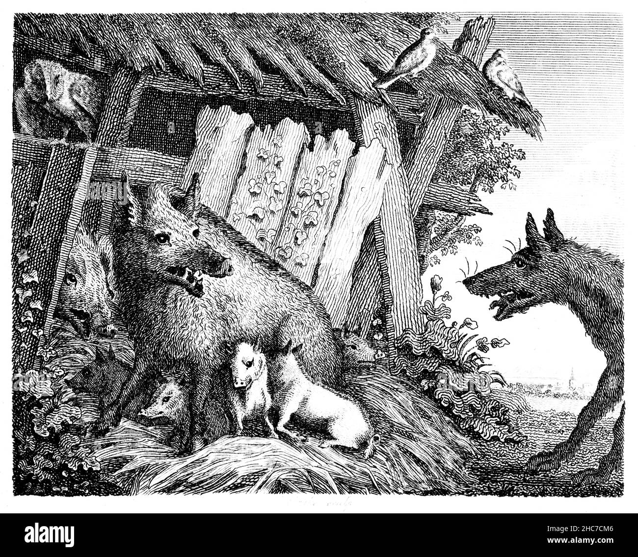 Eingravierte Illustration der Sau und des Wolfes, eine Geschichte, in der Hilfe verdächtiger Quellen vermieden wird, aus der ersten Ausgabe von Stockdale’s Aesop’s Fables aus dem Jahr 1793 Stockfoto