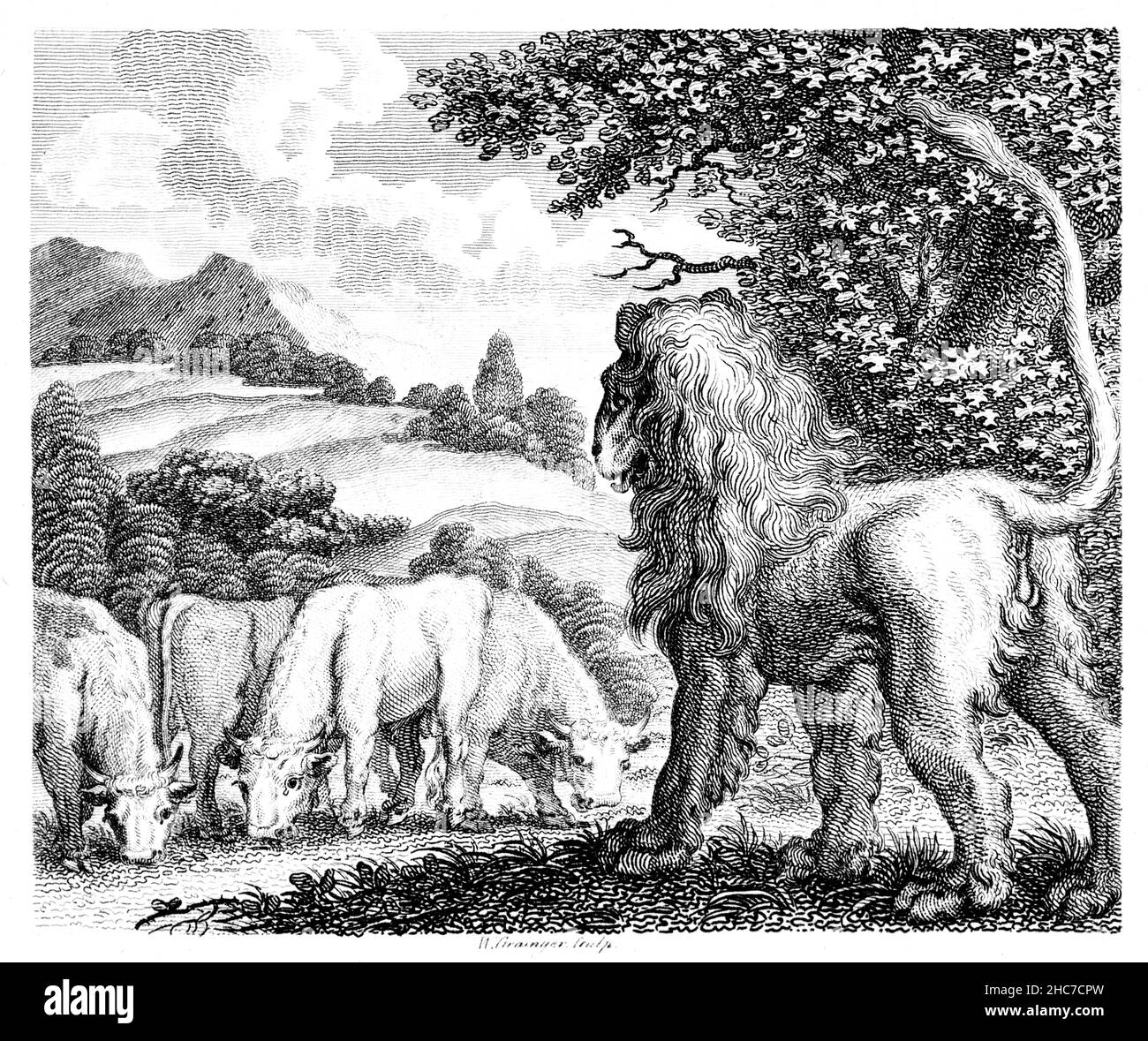 Gravierte Illustration der Bullen und des Löwen, Geschichte der Stärke in Zahlen, aus der ersten Ausgabe von Stockdale’s Aesop’s Fables von 1793 Stockfoto