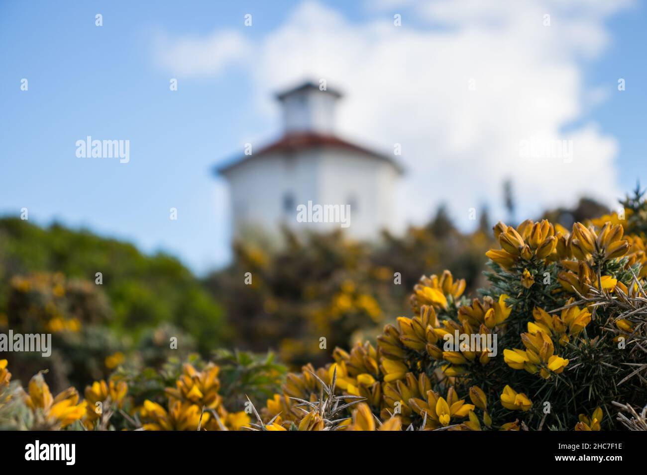 Kleine gelbe Blumen und ein verschwommener Wasserturm im Hintergrund in Langeoog, Deutschland Stockfoto