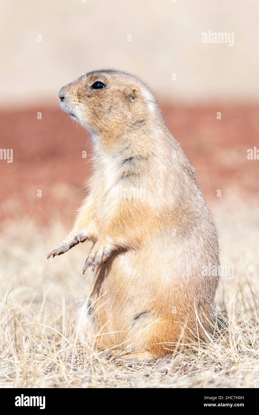 Black-tailed Praie Dog at den, Autumn, Wind Cave National Park, South Dakota, USA, von Dominique Braud/Dembinsky Photo Assoc Stockfoto