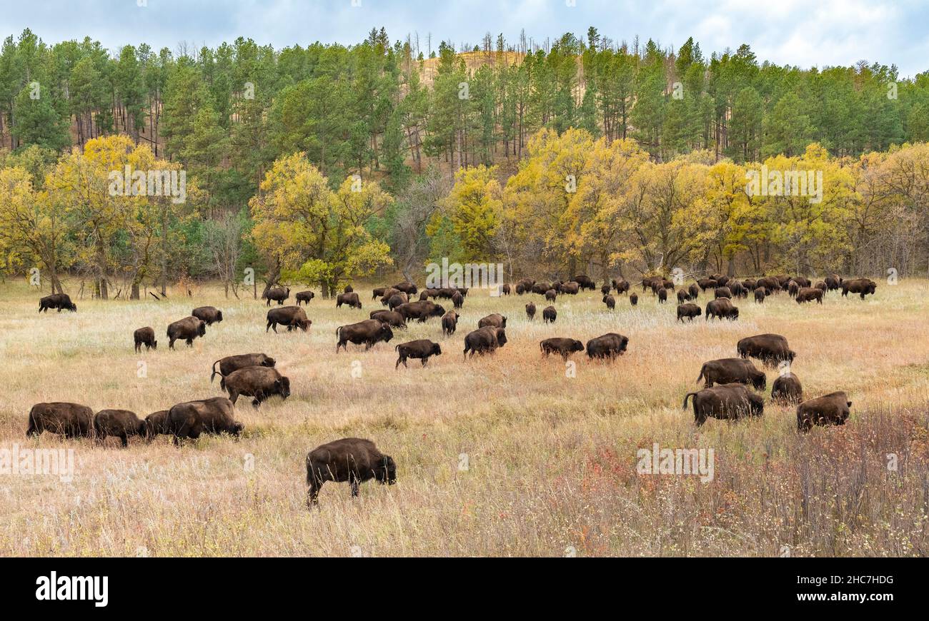 Bison (Bison Bison)-Herde, die auf Gräsern grast, Custer SP, South Dakota, Spätherbst, USA, Von Dominique Braud/Dembinsky Photo Assoc Stockfoto Bison (Bison Bison)-Herde, die auf Gräsern grast, Custer SP, South Dakota, Spätherbst, USA, Von Dominique Braud/Dembinsky Photo Assoc Stockfoto