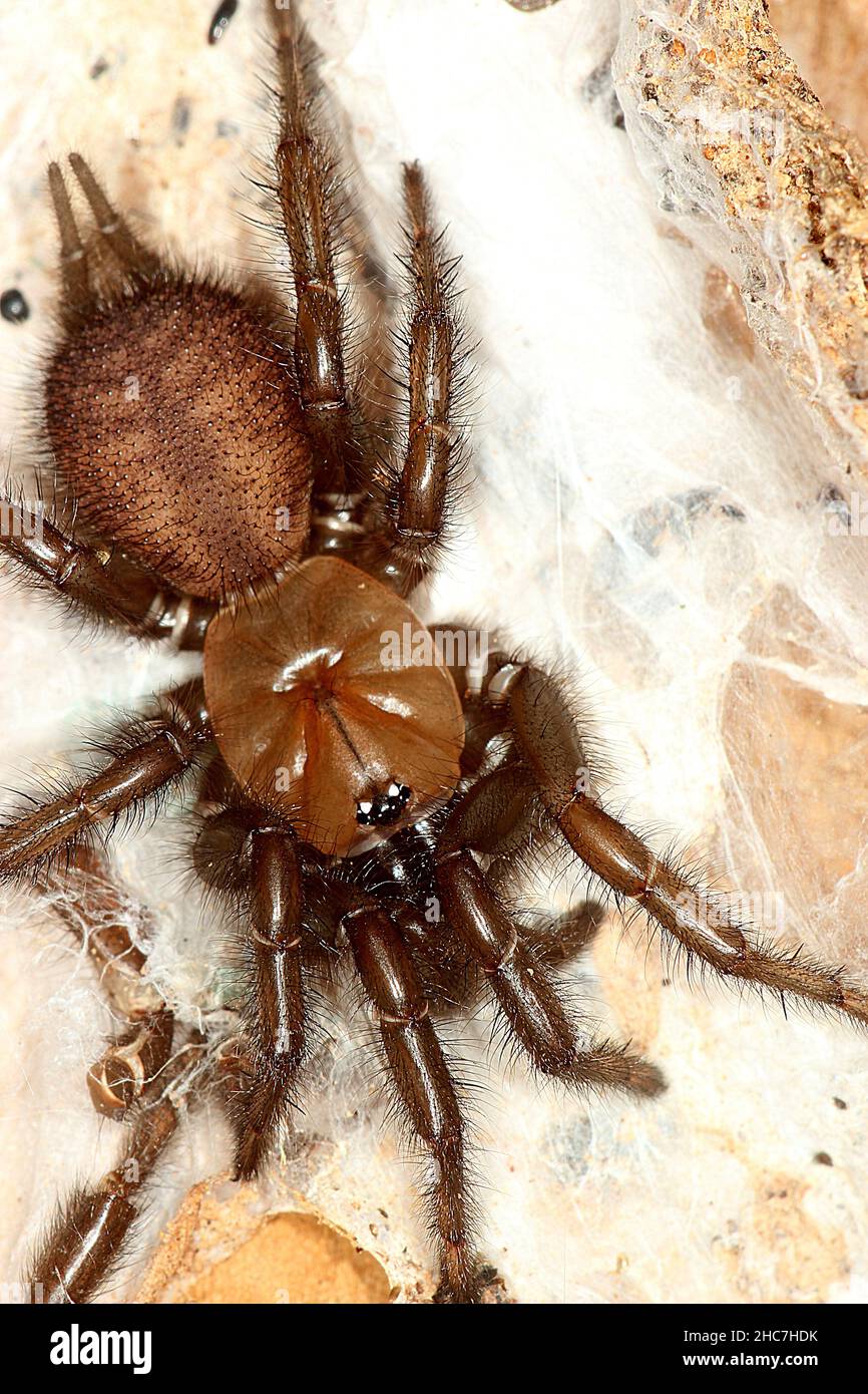 Nicht identifizierte Spinnweben (Porrothele sp.?) Stockfoto