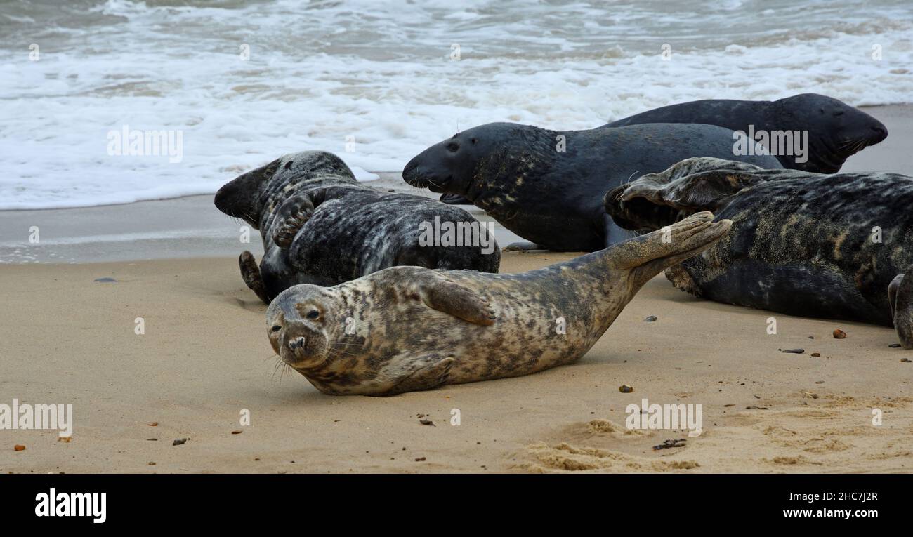 Graue Robben am Strand mit Meer im Hintergrund. Stockfoto