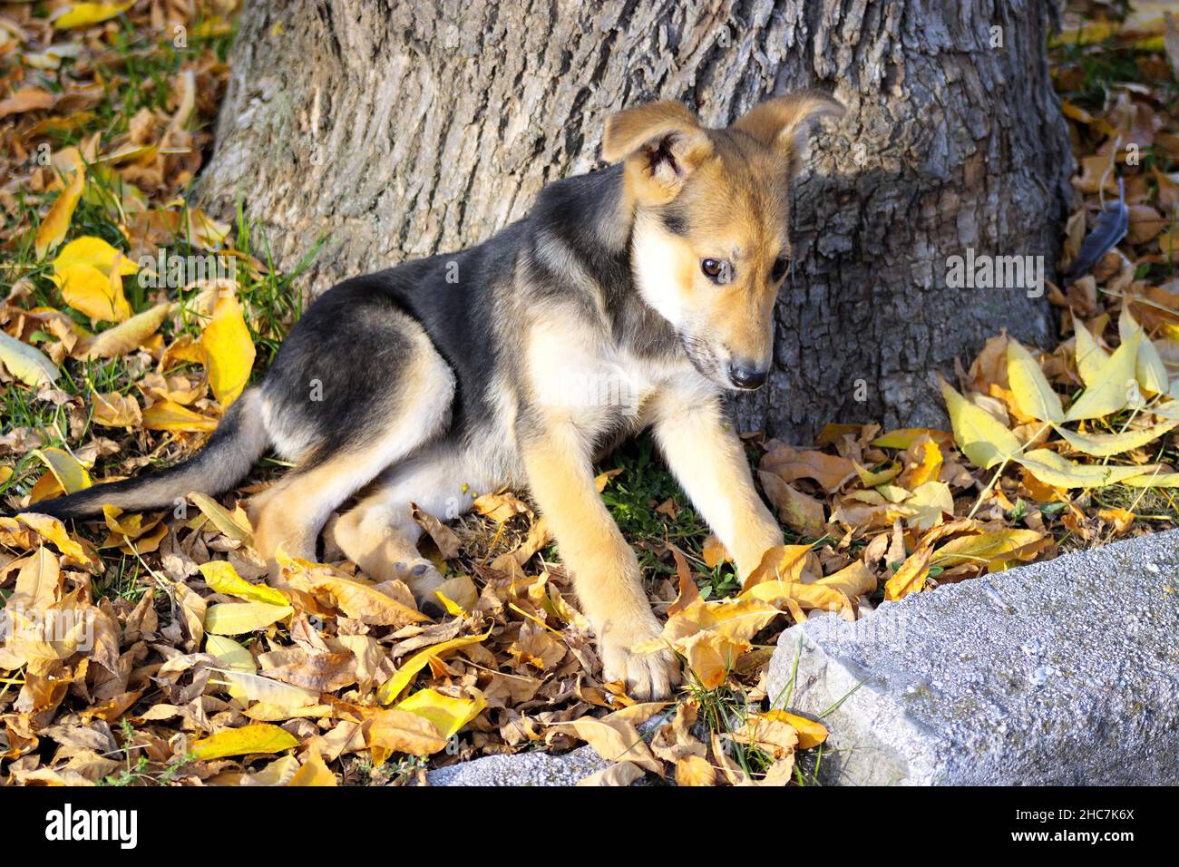 Ein einsamer Welpe layin unter dem Baum im Herbstwetter. Stockfoto