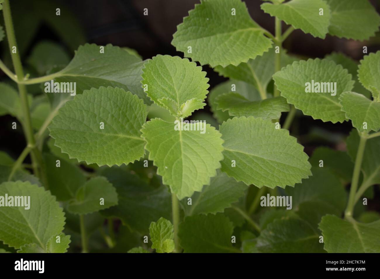 Nahaufnahme der Erdbeerblätter Stockfoto
