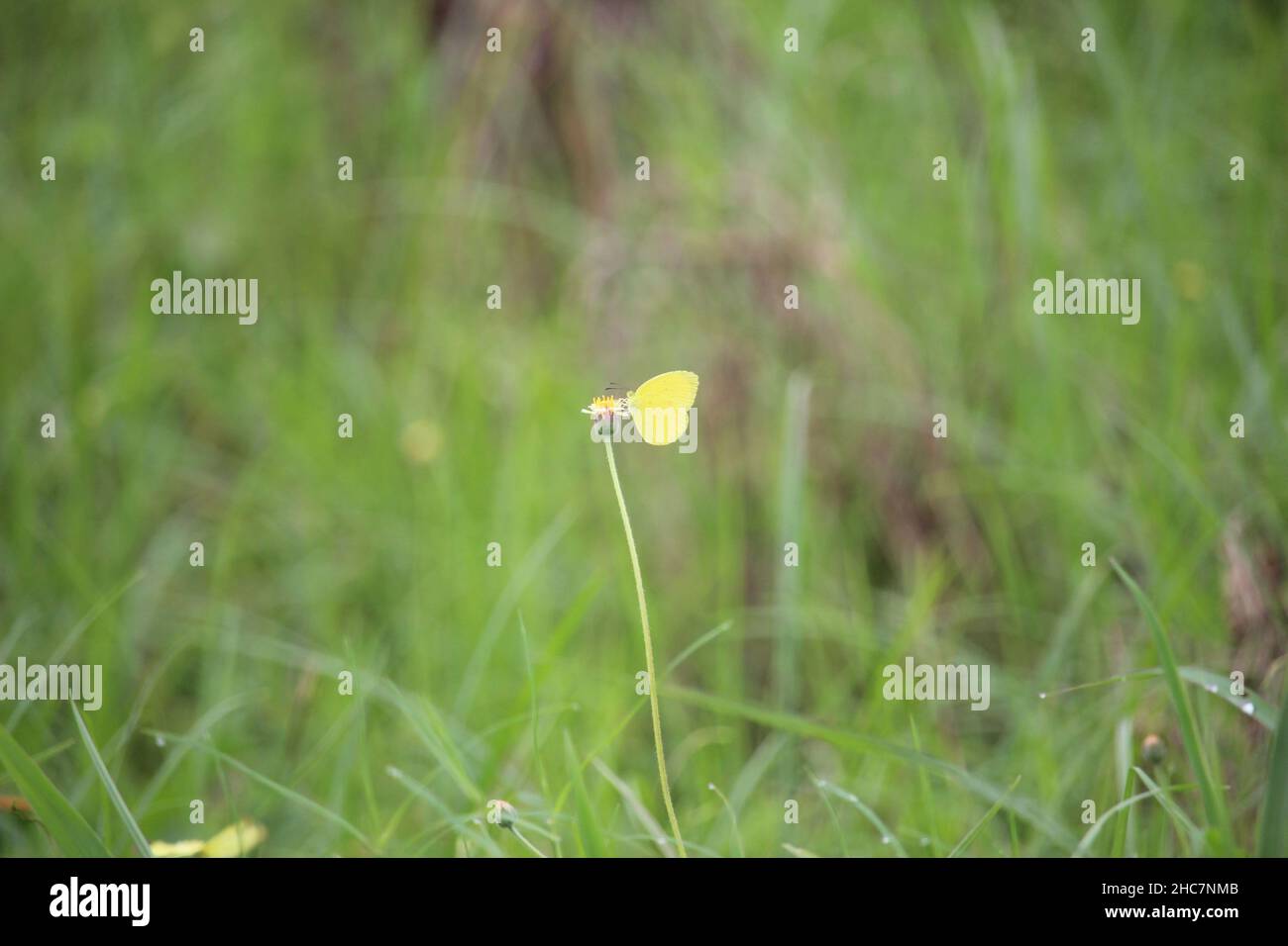 Ein wilder, gelber Schmetterling, der auf einer kleinen Wildblume in einem Stadtpark in der Nähe eines Hauses am Straßenrand thront und für Tapeten geeignet ist Stockfoto