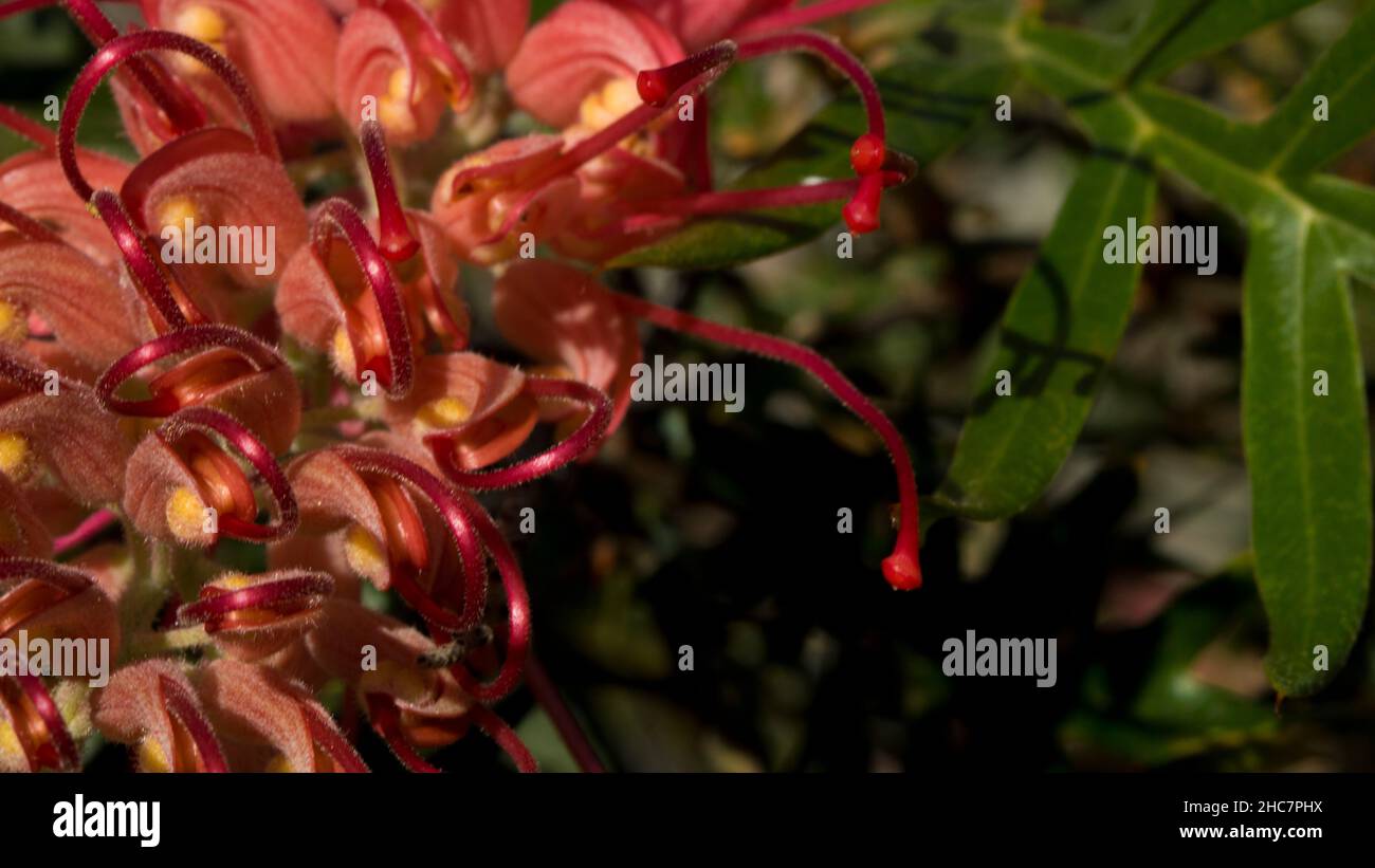 Rote Grevillea mit belaubtem Hintergrund Nahaufnahme Australien Stockfoto