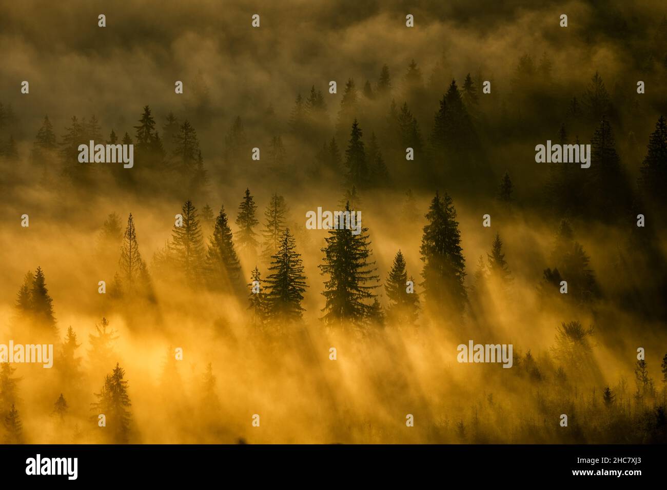 Geheimnisvoller Wald bei Sonnenaufgang. Die Karpaten, Ukraine. Stockfoto