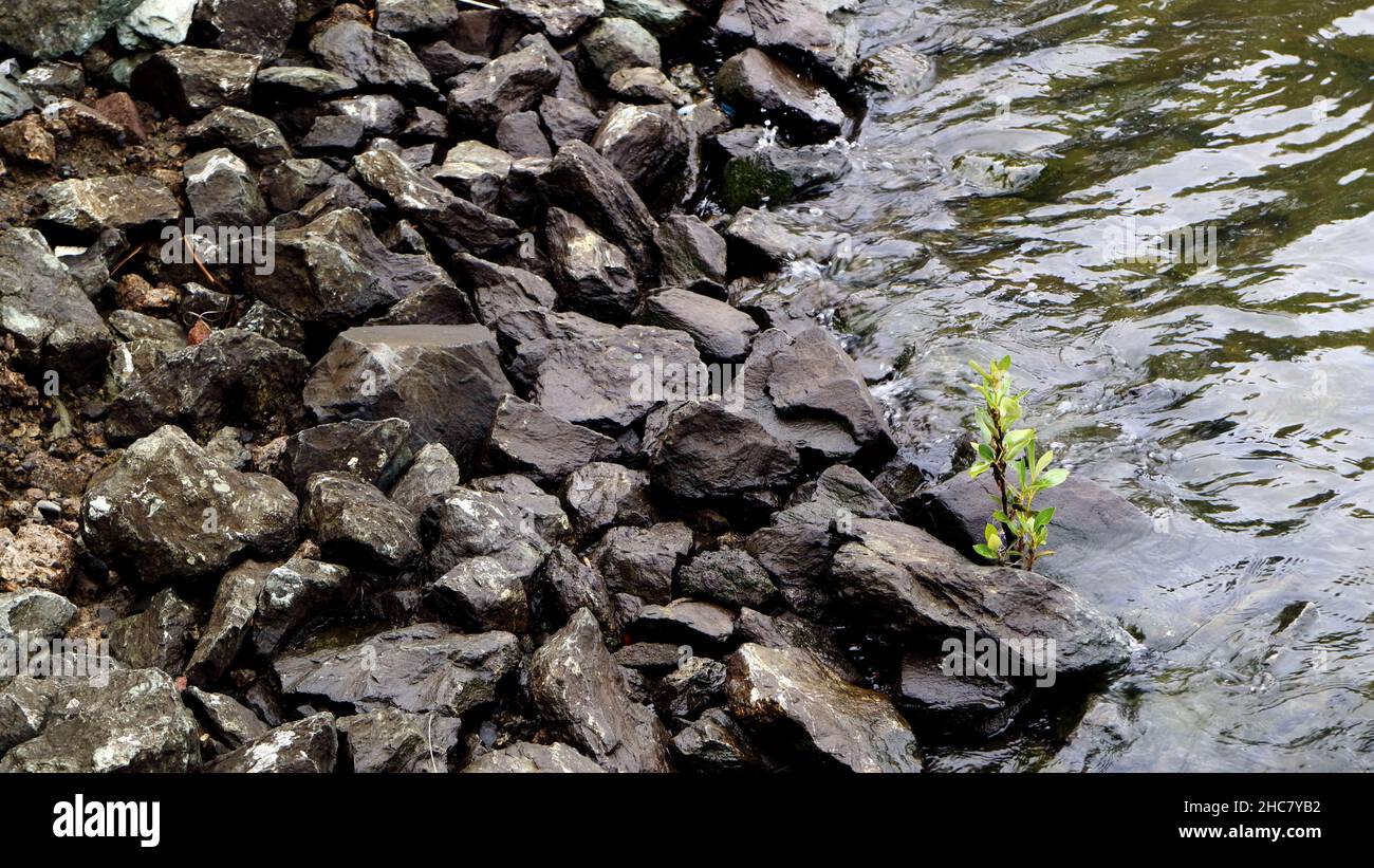 Widerstandsfähige kleine grüne Pflanze, die sich aus den Felsen am Ufer des Brisbane River schiebt. Stockfoto