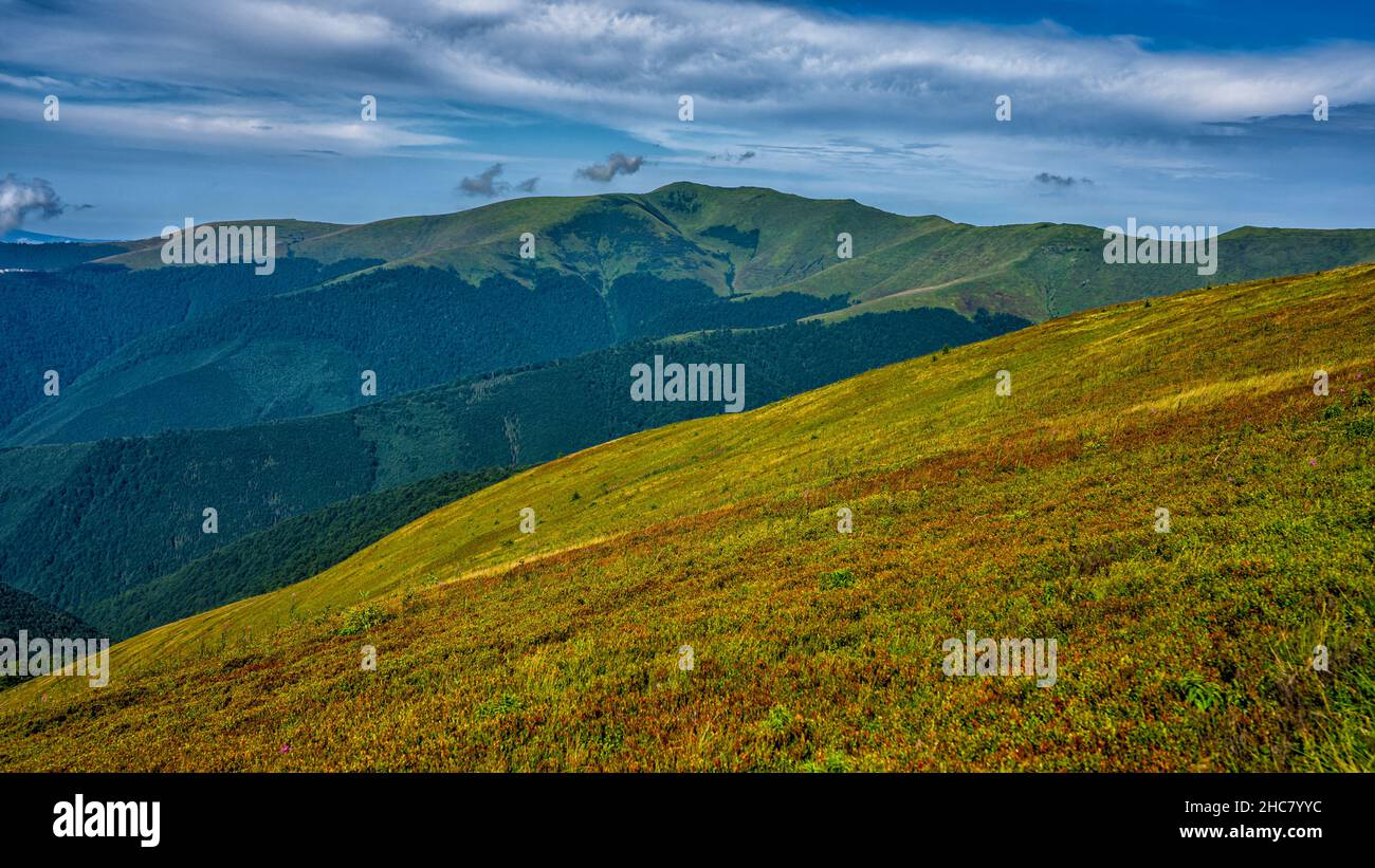 Die Karpaten, Ukraine. Sommer Blick auf eine grüne Bergwiese. Polonina Borshava. Stockfoto
