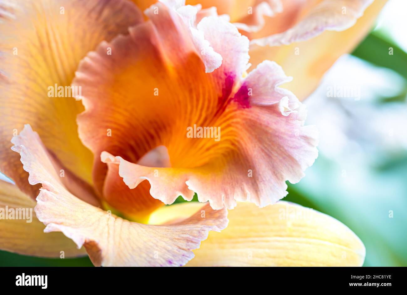 Nahaufnahme der thailändischen Orchidee auf unscharfem Hintergrund, Makrofotografie. Stockfoto