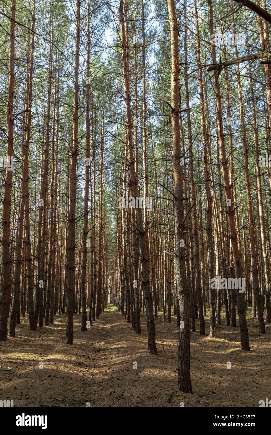 Dies ist ein Kiefernwald, der im Herbst in Reihen gepflanzt wird. Stockfoto