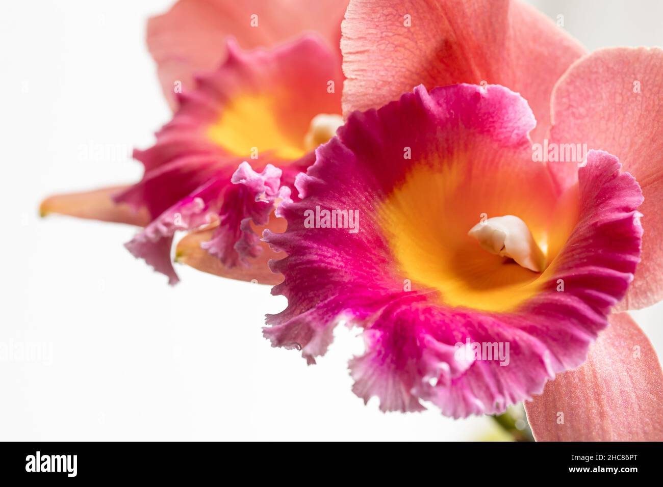 Nahaufnahme der thailändischen Orchidee auf unscharfem Hintergrund, Makrofotografie. Stockfoto