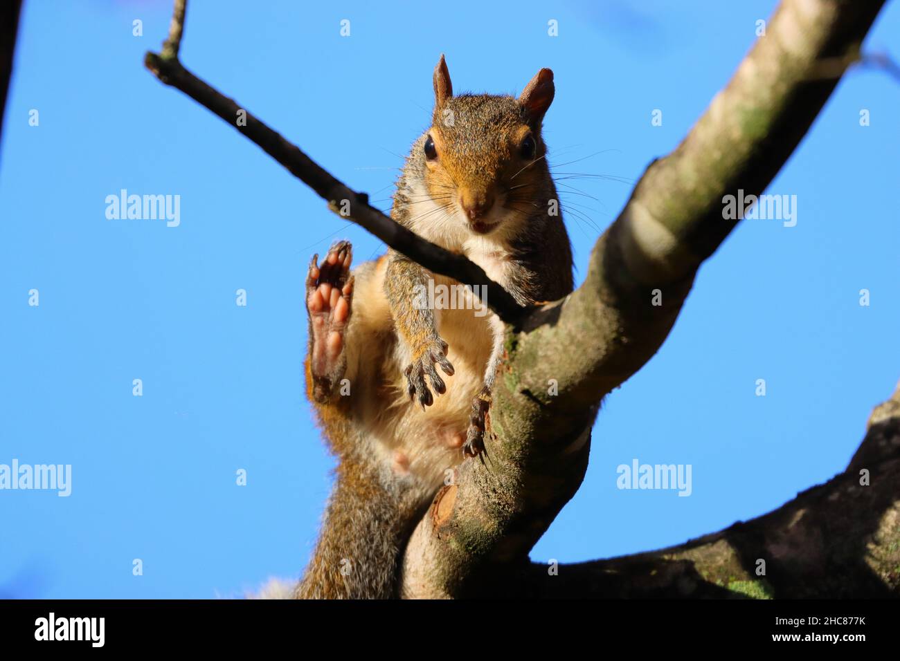 Nahaufnahme eines flauschigen Eichhörnchens auf einem Baum auf blauem Himmel Hintergrund Stockfoto