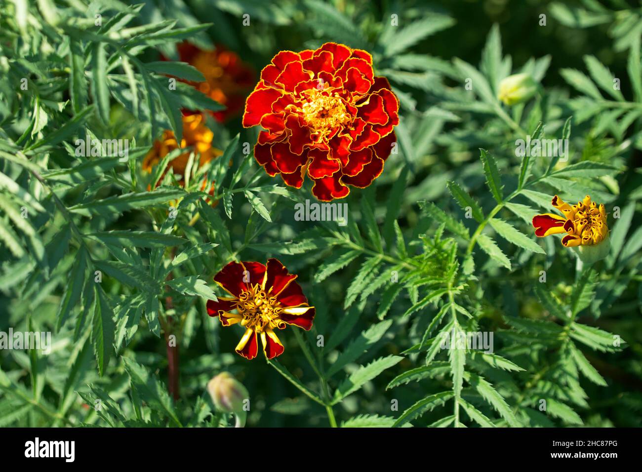 Mehrere Ringelblumen in satter oranger Farbe aus der Nähe. Stockfoto