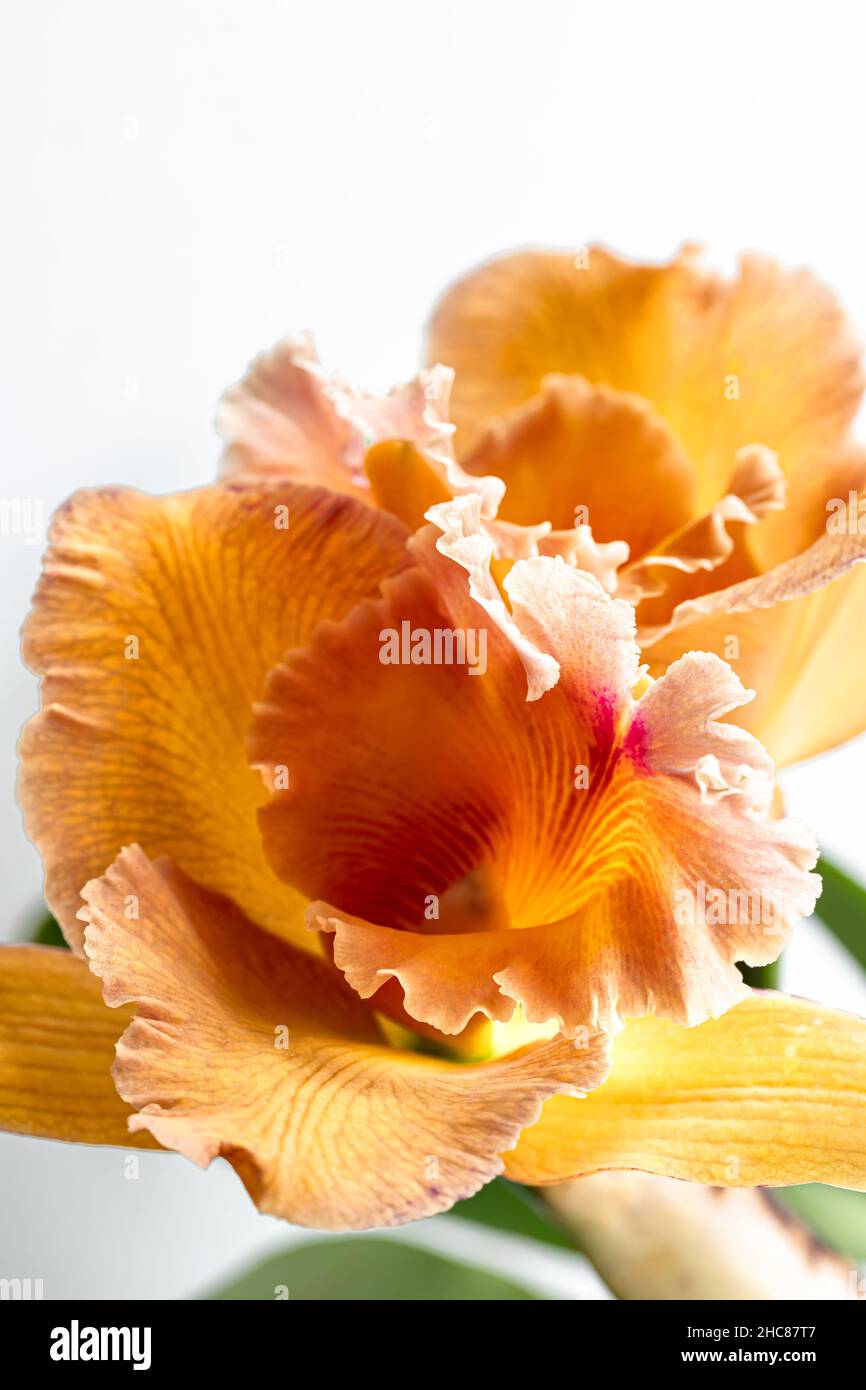 Nahaufnahme der thailändischen Orchidee auf unscharfem Hintergrund, Makrofotografie. Stockfoto